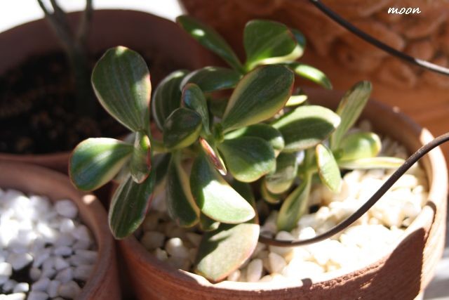 crassula